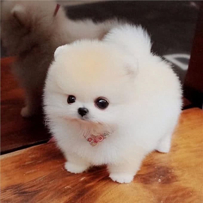 怎么挑选狗狗幼犬?狗狗幼犬怎么养?