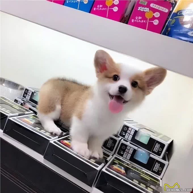怎么挑选狗狗幼犬?狗狗幼犬怎么养?
