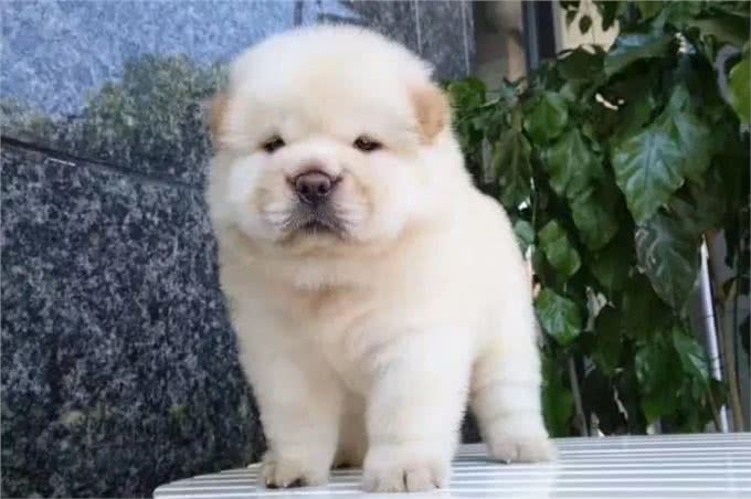 怎么挑选狗狗幼犬?狗狗幼犬怎么养?