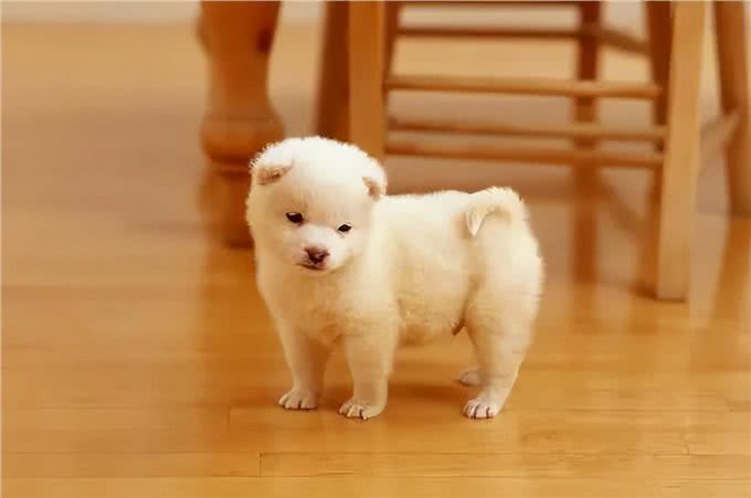 怎么挑选狗狗幼犬?狗狗幼犬怎么养?