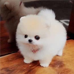 怎么挑选狗狗幼犬?狗狗幼犬怎么养?