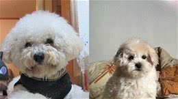 比熊犬毛色护理有讲究尽量不要都剃光