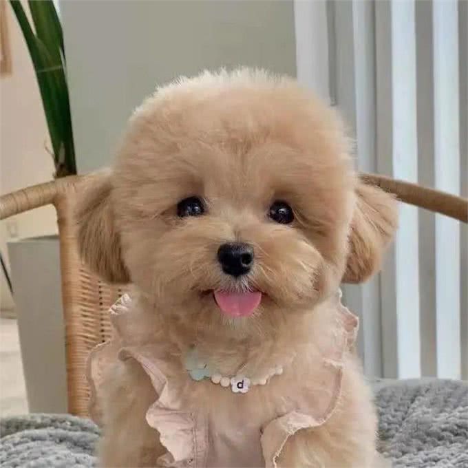 狗狗一有动静就乱叫，原来是因为这个
