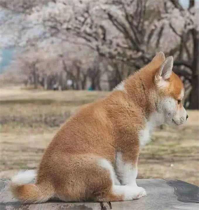 狗狗一有动静就乱叫，原来是因为这个