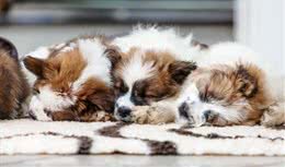 狗狗不小心骨折了，该怎样照顾?