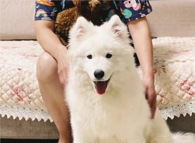 为什么萨摩耶日渐受欢迎?原来这些优点让人真香了