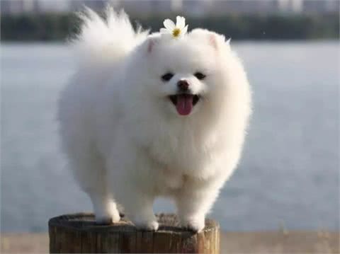 当博美有这几种行为，主人是真的该好好奖励它