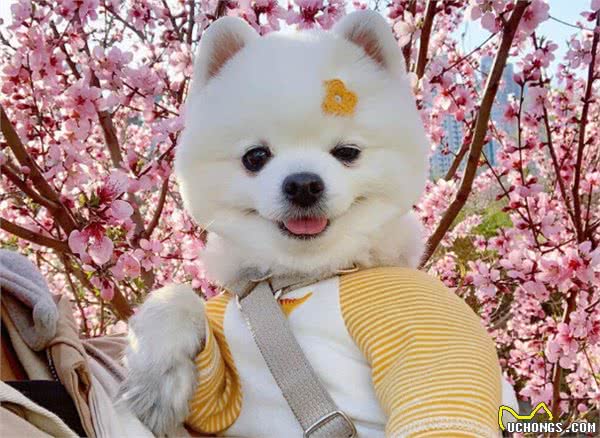 当博美有这几种行为，主人是真的该好好奖励它