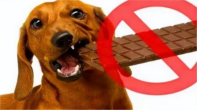 狗狗千万不能吃的食物，别让你的无知害了它!