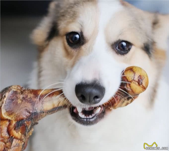 狗狗千万不能吃的食物，别让你的无知害了它!