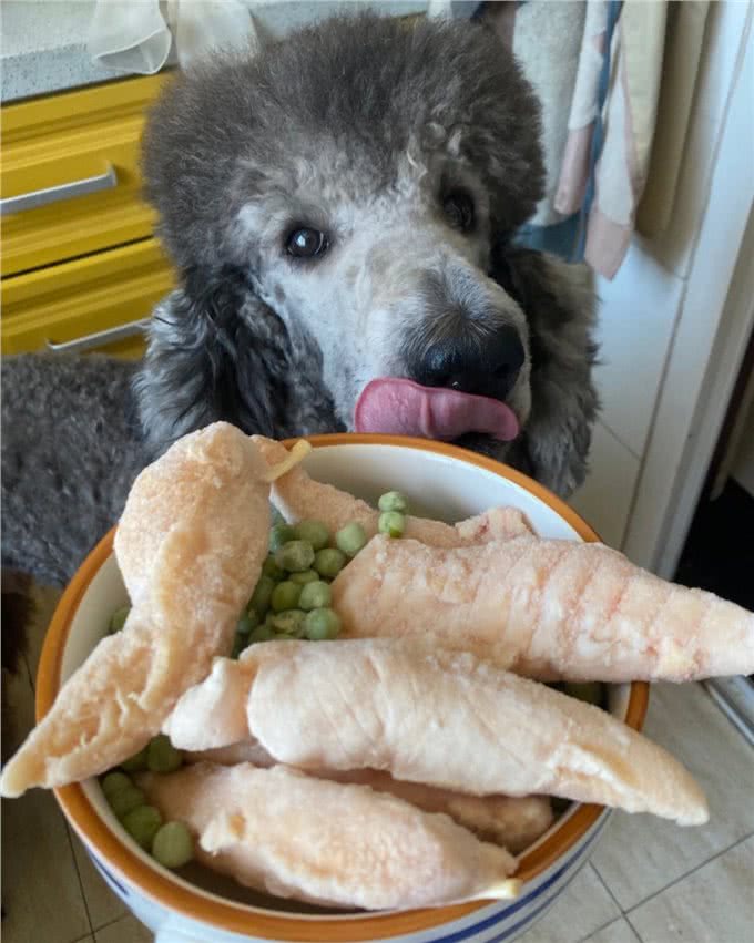 狗狗千万不能吃的食物，别让你的无知害了它!