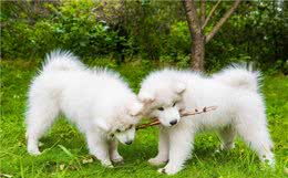 原来萨摩耶这么可怕，难怪大家敢看，不敢养