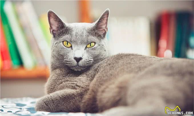 肥波是什么猫，这种猫有哪些特性