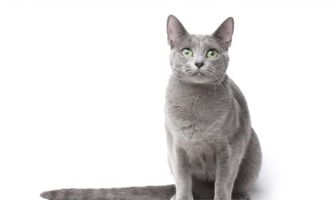肥波是什么猫，这种猫有哪些特性