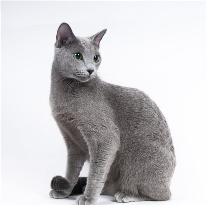 肥波是什么猫，这种猫有哪些特性