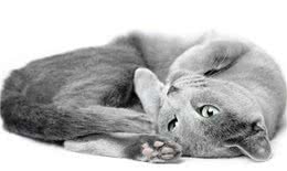 肥波是什么猫，这种猫有哪些特性