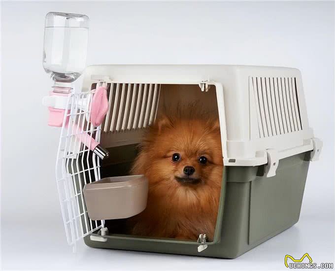新手养狗必备物品，拒绝花冤枉钱