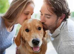 新手养狗必备物品，拒绝花冤枉钱