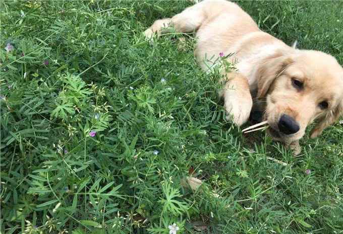 当狗狗出现这10种情况，说明它生病了