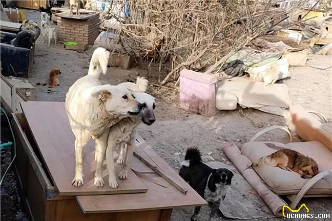 石河子疾控中心免费为流浪犬驱虫
