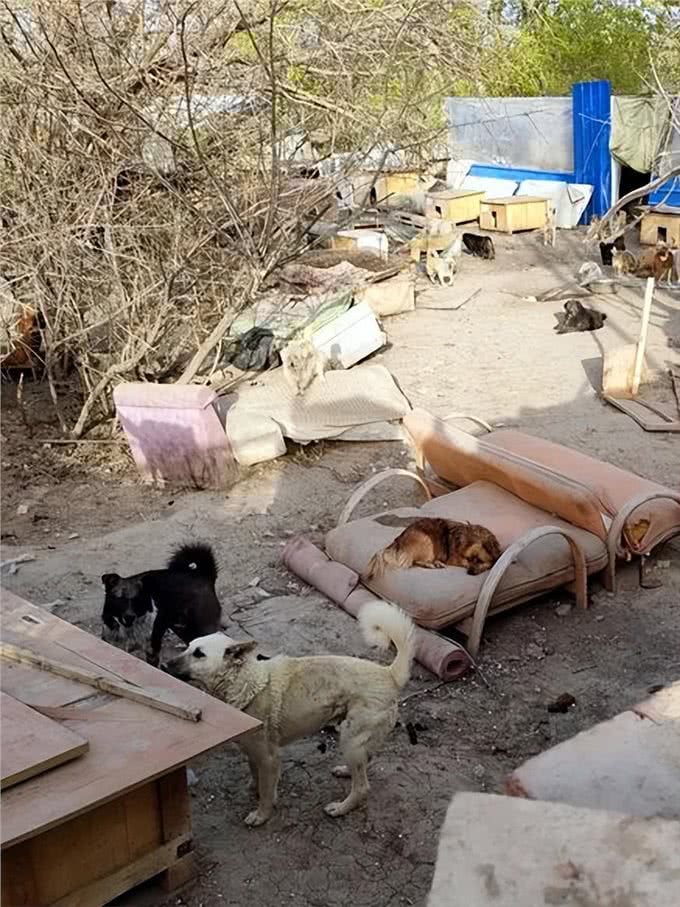 石河子疾控中心免费为流浪犬驱虫
