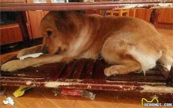 家有狗狗拆家，主人应该怎么办?