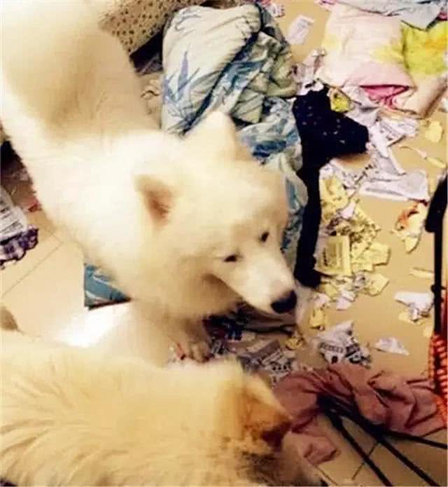 家有狗狗拆家，主人应该怎么办?