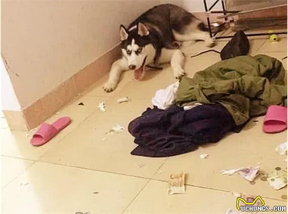 家有狗狗拆家，主人应该怎么办?