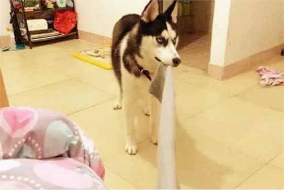 家有狗狗拆家，主人应该怎么办?