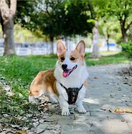 狗界老实型的6种狗，温顺乖巧，很适合家养!