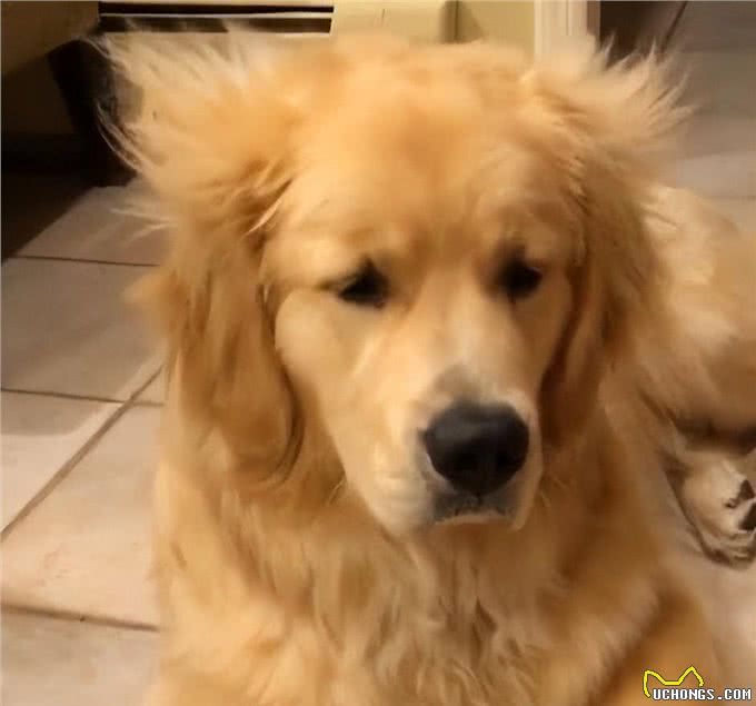 金毛犬的毛发粗糙暗淡?试试这几种食物，效果太明显了