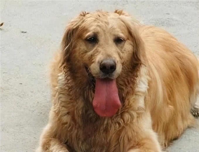 金毛犬的毛发粗糙暗淡?试试这几种食物，效果太明显了