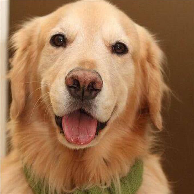 金毛犬的毛发粗糙暗淡?试试这几种食物，效果太明显了