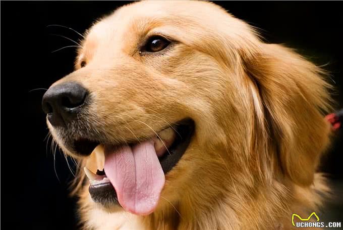金毛犬的毛发粗糙暗淡?试试这几种食物，效果太明显了