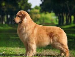 金毛犬的毛发粗糙暗淡?试试这几种食物，效果太明显了