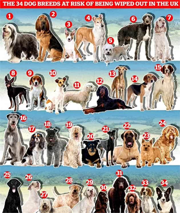 我们真的需要这么多种家庭犬吗?设计狗当道，土狗却沦为濒危