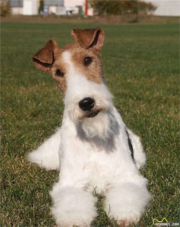 我们真的需要这么多种家庭犬吗?设计狗当道，土狗却沦为濒危