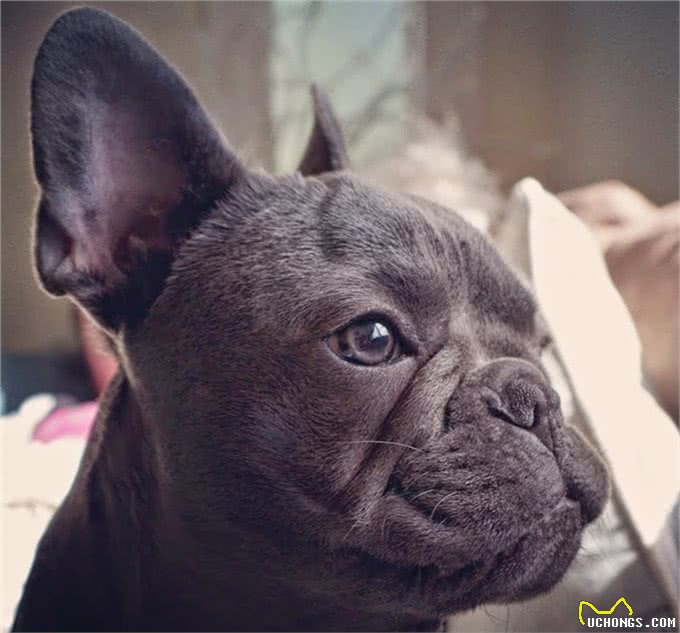 我们真的需要这么多种家庭犬吗?设计狗当道，土狗却沦为濒危