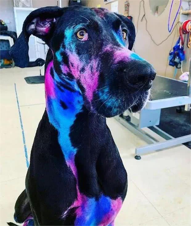 我们真的需要这么多种家庭犬吗?设计狗当道，土狗却沦为濒危