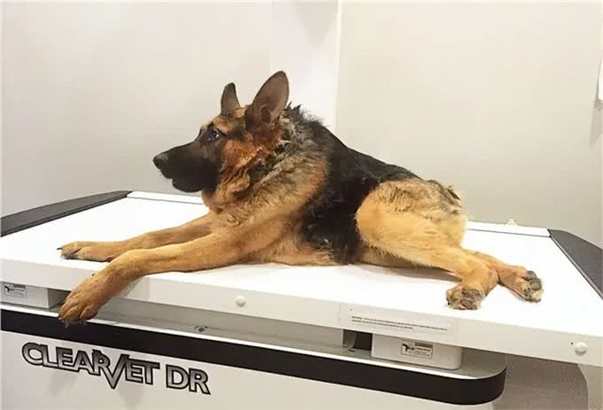 我们真的需要这么多种家庭犬吗?设计狗当道，土狗却沦为濒危