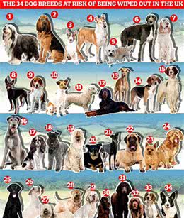 我们真的需要这么多种家庭犬吗?设计狗当道，土狗却沦为濒危
