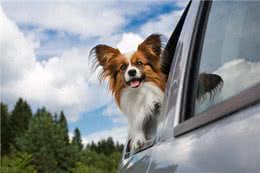 最受欢迎的小型犬系列—蝴蝶犬