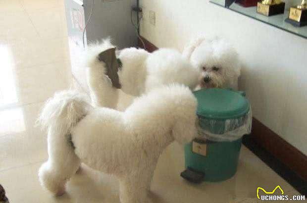 纠正狗狗到处翻垃圾桶捡食吃的坏习惯