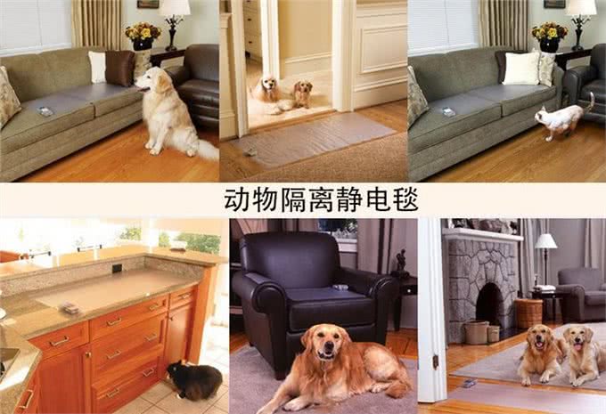 纠正狗狗到处翻垃圾桶捡食吃的坏习惯