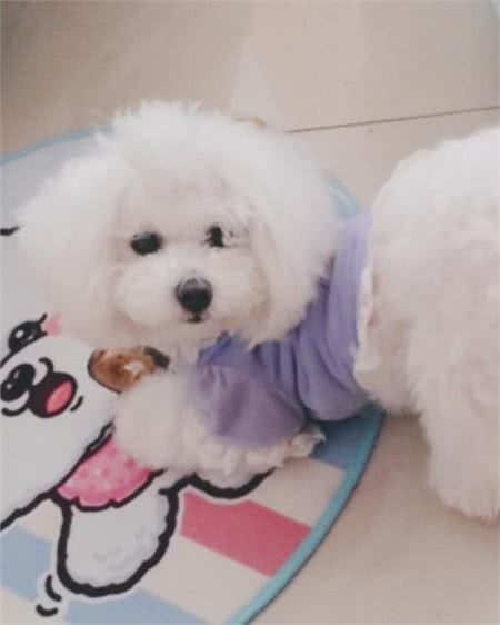 馋不腻天然狗粮:味美无添加，狗狗的美味选择!