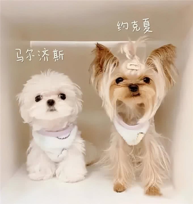 别再叫旺财了!如何给你的狗狗取一个好名字?