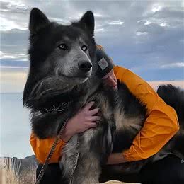 这7种狗狗，对主人最忠心，甘愿一生跟着主人