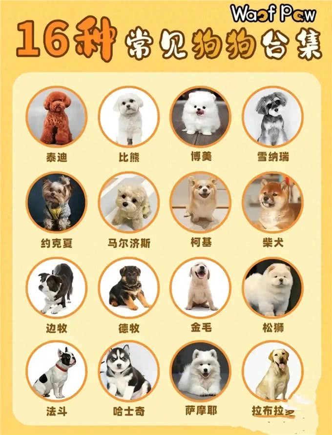 准备养狗的姐妹们看过来!各品种的狗子任你选择