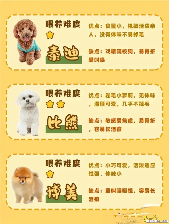 准备养狗的姐妹们看过来!各品种的狗子任你选择