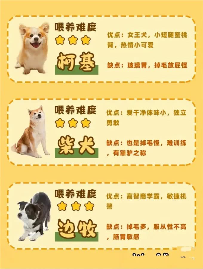 准备养狗的姐妹们看过来!各品种的狗子任你选择